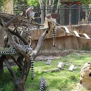 Ring-tailed Lemurs
