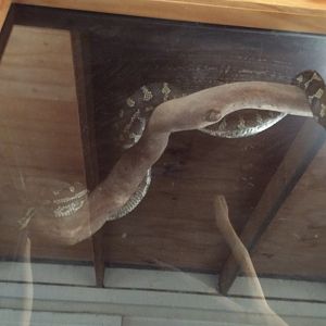 “ Georgia “ the Jungle carpet python