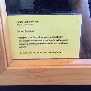 Jungle carpet python info
