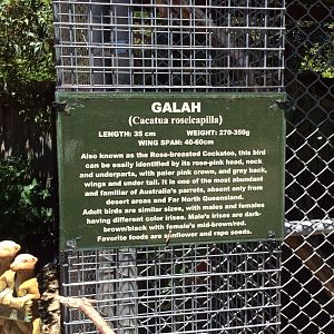 Galah info