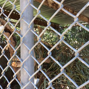 Galah enclosure - in the back