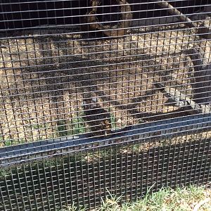 Common Marmoset no 2