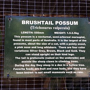 Brushtailed possum info - no animals seen