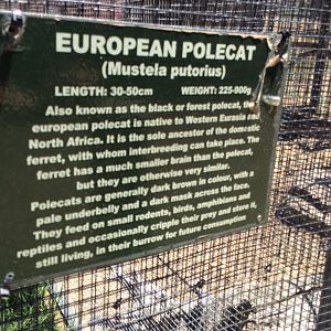 Ferret info - no animals seen :(