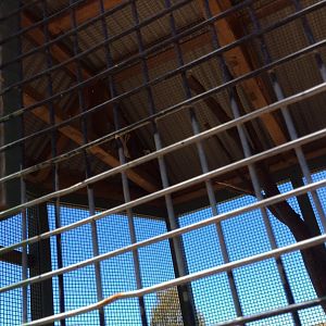 Owls in the corner ,very bare