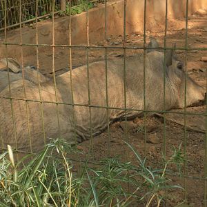 Common warthogs (Phacochoerus africanus) (July, 2018)