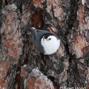 white breasted nuthatch (wild)