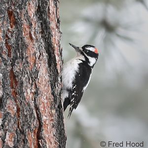 hairy woodpecker (wild)