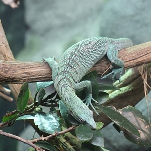Emerald Tree Monitor