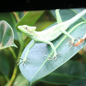 Eastern Casque-Headed Lizard