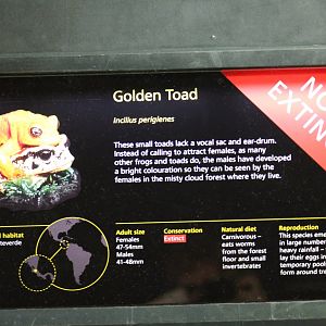 Golden Toad Signage