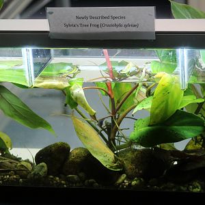 Sylvia's Leaf Frog Tadpole Tank
