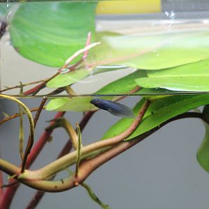 Sylvia's Leaf Frog Tadpole