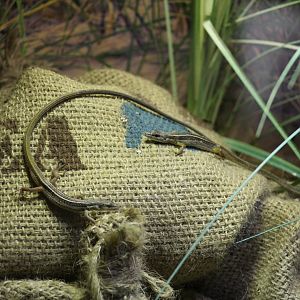 Six-Striped Long-Tailed Grass Lizards