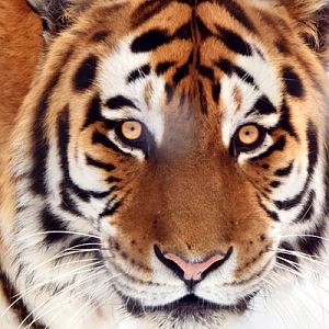 Amur tiger (Panthera tigris altaica)
