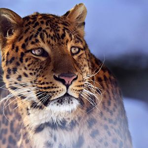 North chinese leopard (Panthera pardus japonensis)