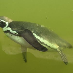 Humboldt Penguin