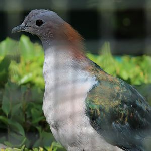 Chestnut-Naped Imperial-Pigeon