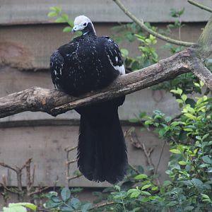 White-Throated Piping-Guan