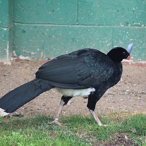 Southern Helmeted Curassow