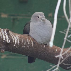Central Philippines Green Imperial-Pigeon