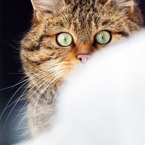 European wildcat (Felis silvestris)