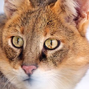 Jungle cat (Felis chaus)