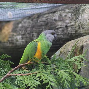 Senegal Parrot