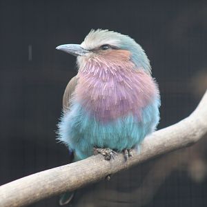 Lilac-Breasted Roller