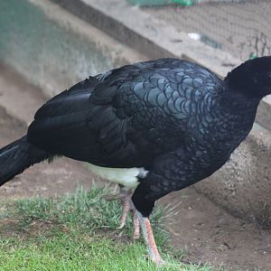 Southern Helmeted Curassow