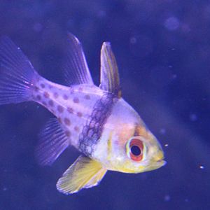Pyjama cardinalfish - Sphaeramia nematoptera