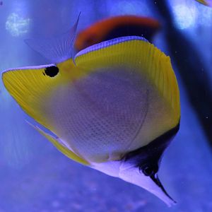 Forcipiger flavissimus