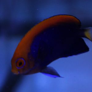 Centropyge acanthrops