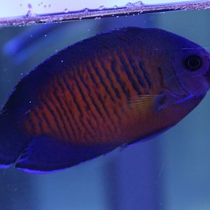 Centropyge bispinosa