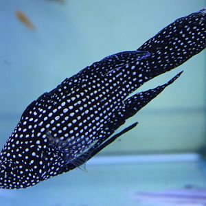 Calloplesiops altivelis