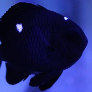 Dascyllus trimaculatus