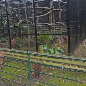 Goeldi's Monkey Extension