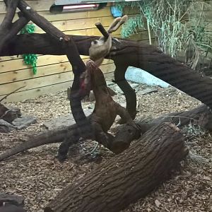 Komodo Fedding 12th January 2019