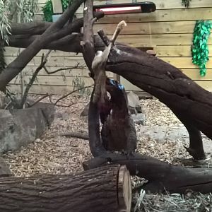 Komodo Feeding 12th January 2019