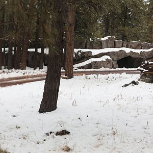arctic wolf drive-thru