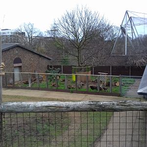 Giant Anteater 12/01/2019