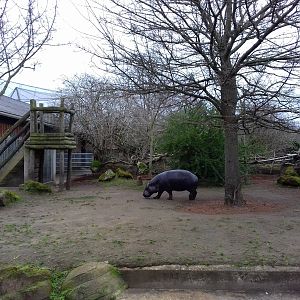 Pygmy Hippopotamus enclosure 12/01/2019