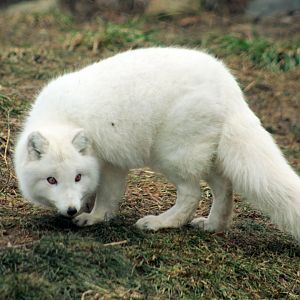 Jan. 2019 - The Arctic Ring of Life - Arctic Fox