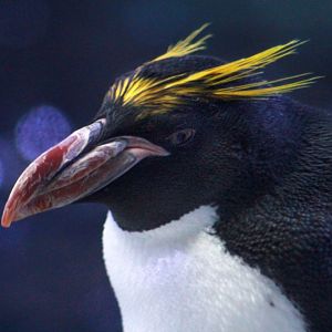 Jan. 2019 - Penguin Conservation Center - Macaroni Penguin