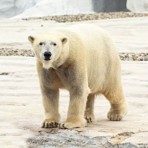 Jan. 2019 - The Arctic Ring of Life - Polar Bear