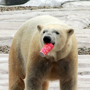 Jan. 2019 - The Arctic Ring of Life - Polar Bear