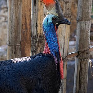 Southern cassowary