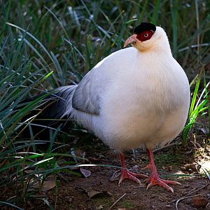 White eared pheasant