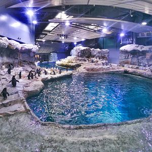 Jan. 2019 - Penguin Conservation Center