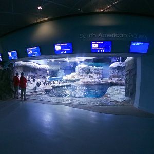 Jan. 2019 - Penguin Conservation Exhibit - First Viewing